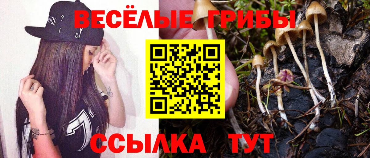 Галлюциногенные грибы Psilocybine cubensis Вязники